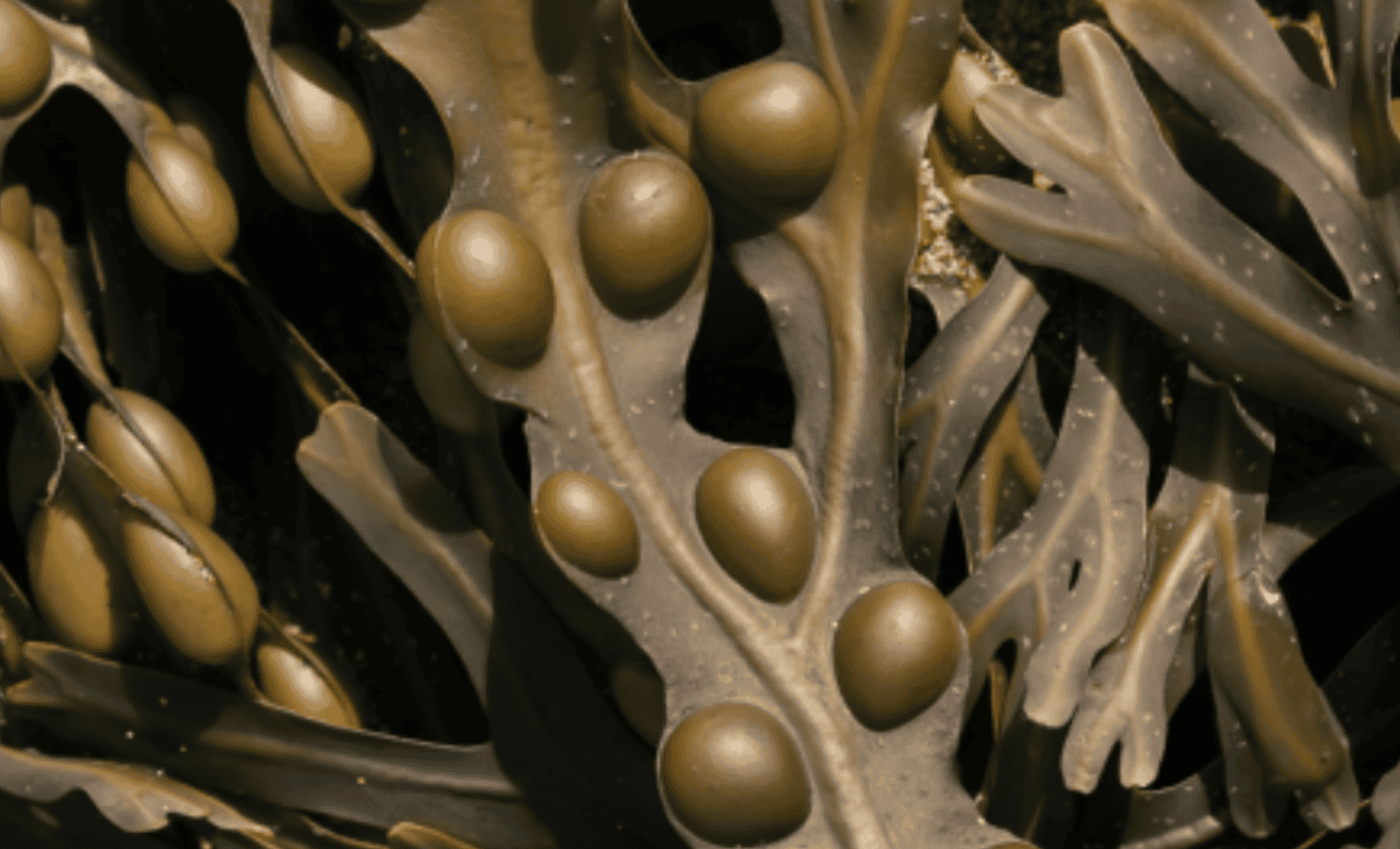 notpla zero waste seaweed paper alternative sustainable material